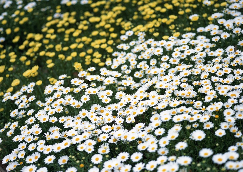 白色花丛图片(10张)