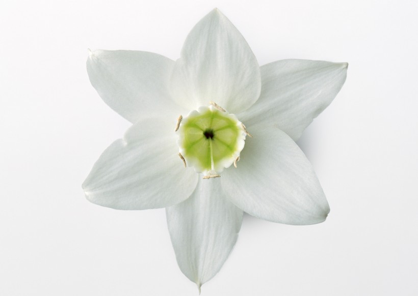 白色花朵图片(9张)