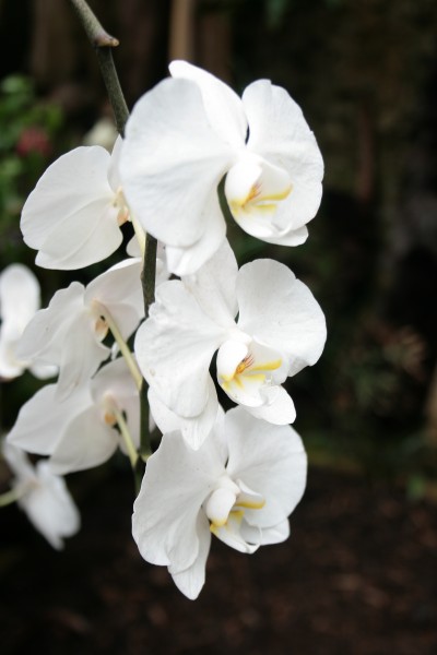 白色的蝴蝶兰图片(15张)