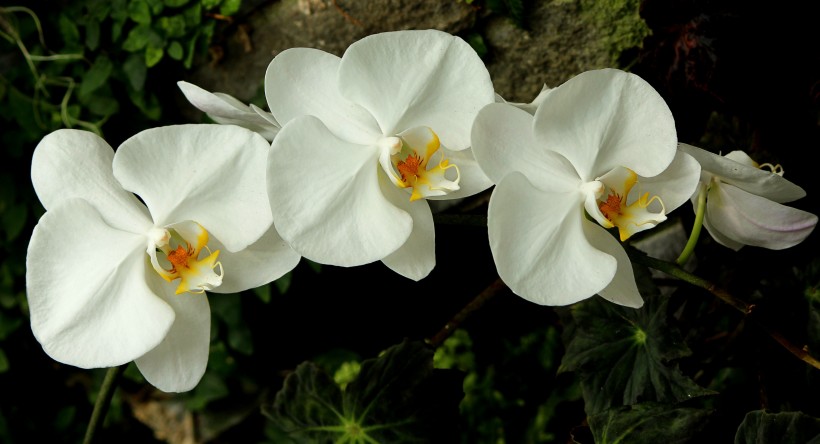 白色的蝴蝶兰图片(15张)