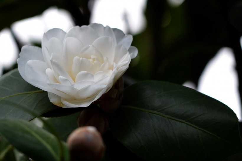 白色山茶花图片(10张)