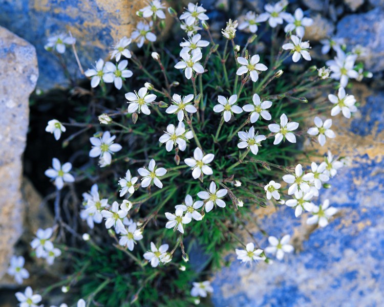 美丽的白色野花图片(12张)