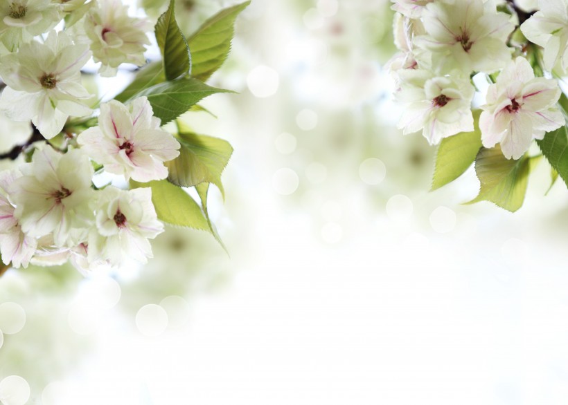 漂亮的白色樱花图片(15张)