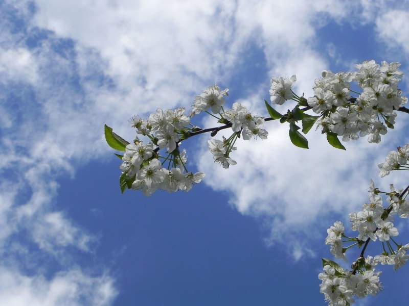 漂亮的白色樱花图片(15张)