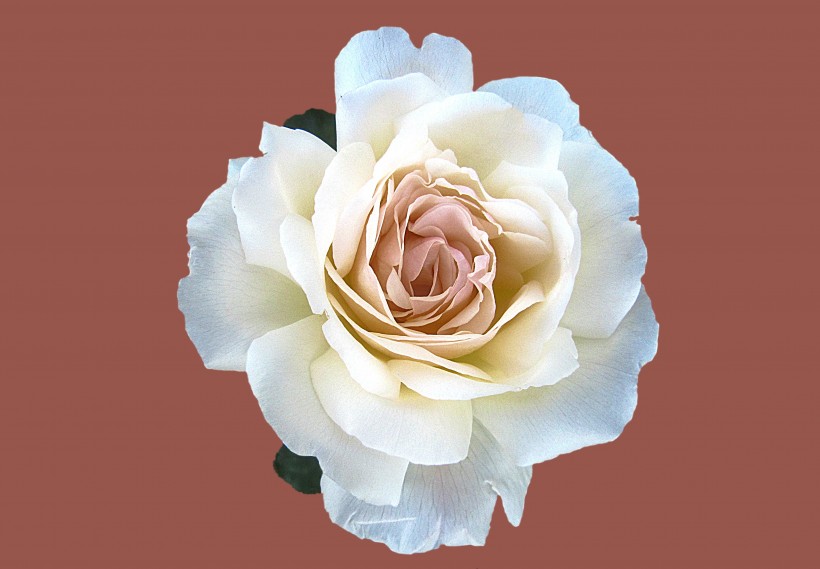 白色的玫瑰图片(9张)