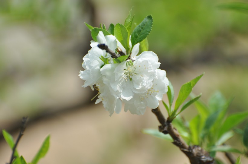 白色桃花图片(14张)