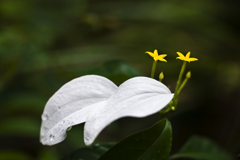 白纸扇花图片(9张)