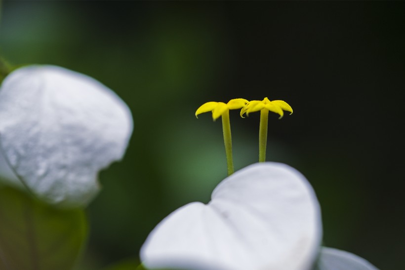 白纸扇花图片(9张)