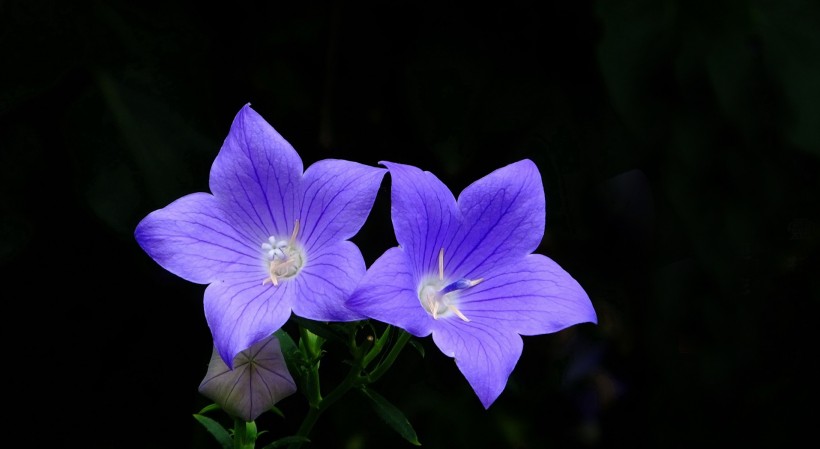 紫色桔梗花图片(11张)