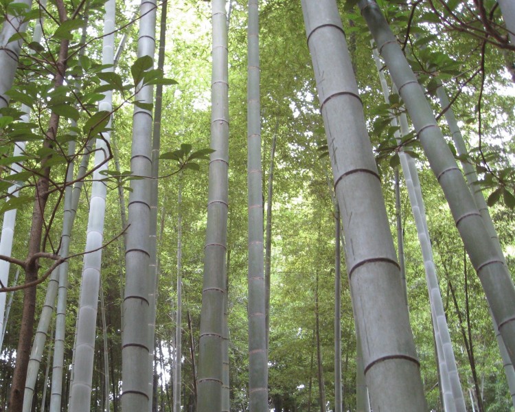 挺拔的竹子图片(15张)