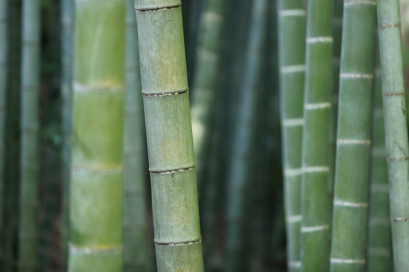 清脆的竹子图片(10张)