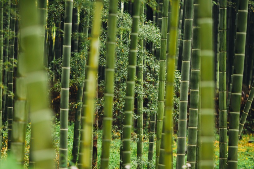 竹子和小片竹林图片(16张)