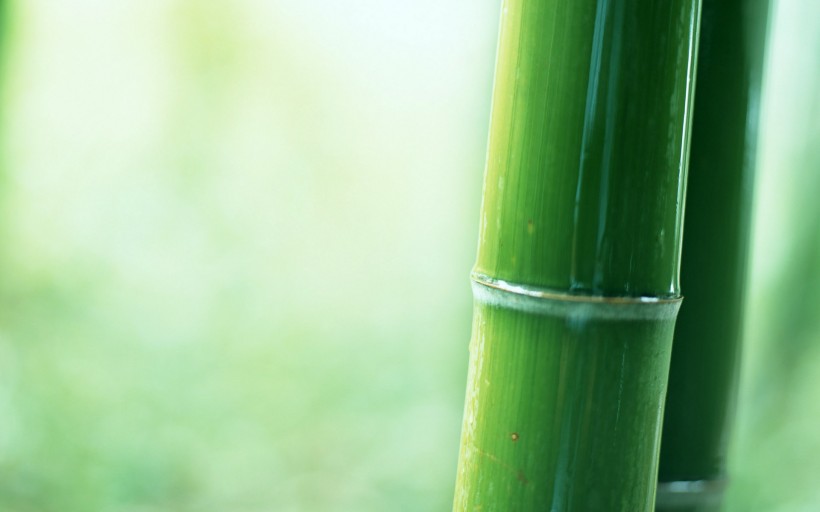 清脆的竹子图片(10张)