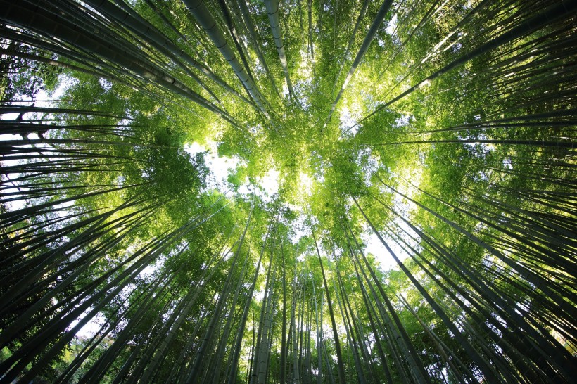 竹子和小片竹林图片(16张)