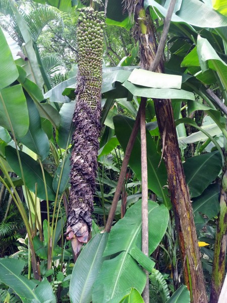 香蕉树图片(17张)