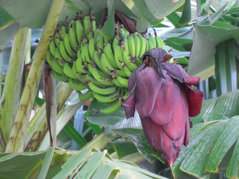 香蕉树图片(17张)
