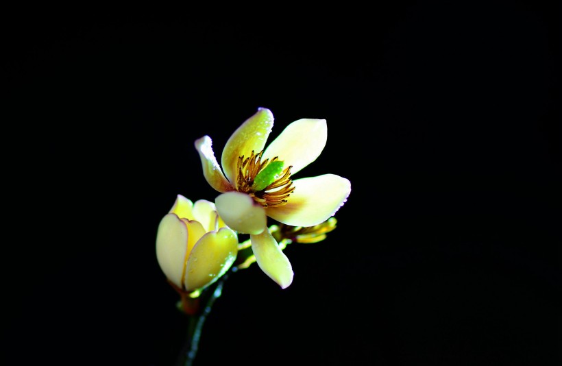 含笑花图片(8张)