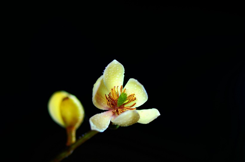 含笑花图片(8张)