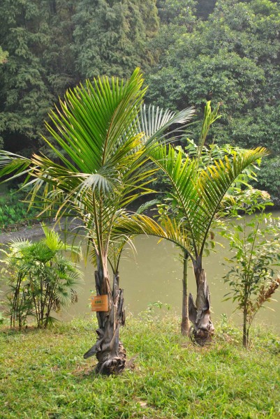 棍棒椰子植物图片(1张)