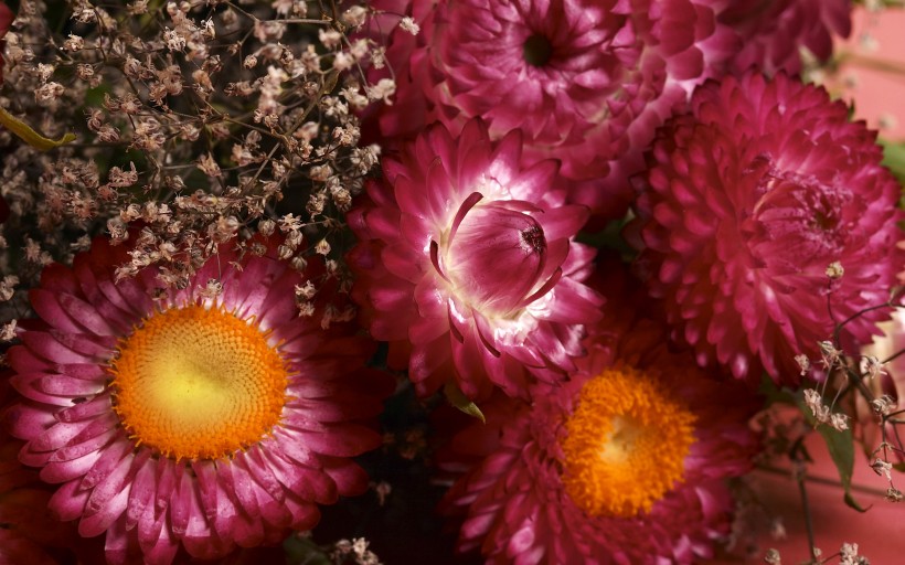 色彩斑斓的鲜花图片(18张)