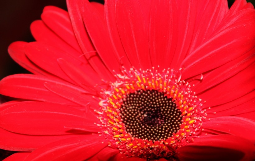 红色非洲菊花卉图片(7张)
