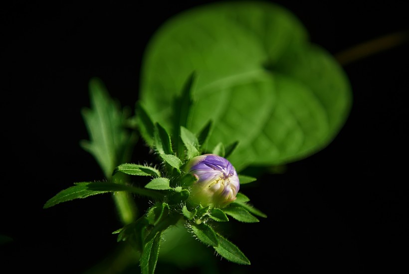 非洲菊花卉图片(9张)