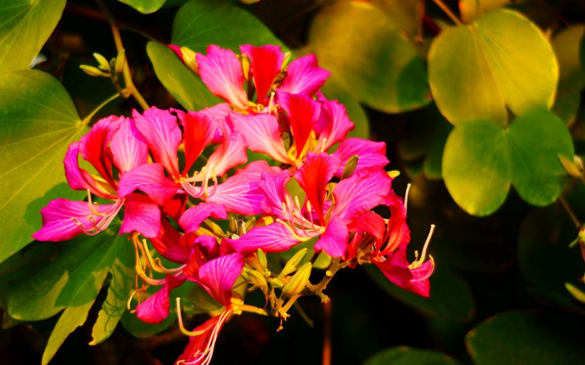 绚丽紫荆花图片(13张)