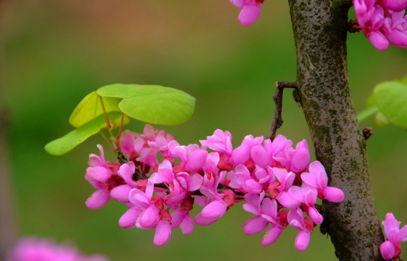 神秘紫荆花花卉图片(11张)