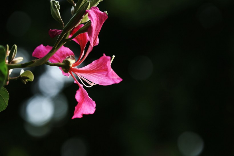 神秘紫荆花花卉图片(11张)