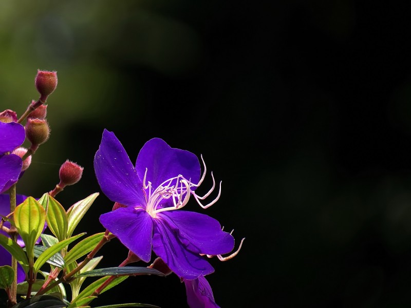 巴西野牡丹花朵图片(6张)