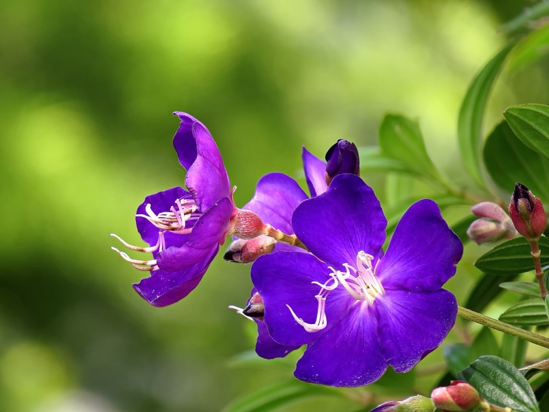 巴西野牡丹花朵图片(6张)