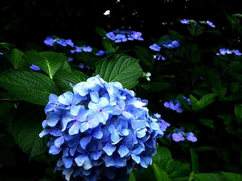 八仙花图片(20张)
