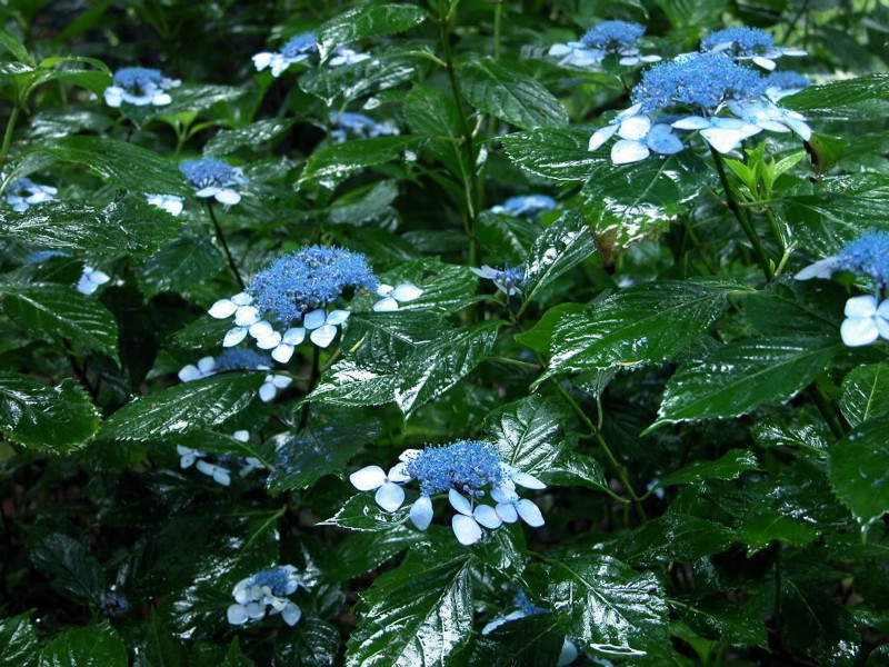 八仙花图片(20张)