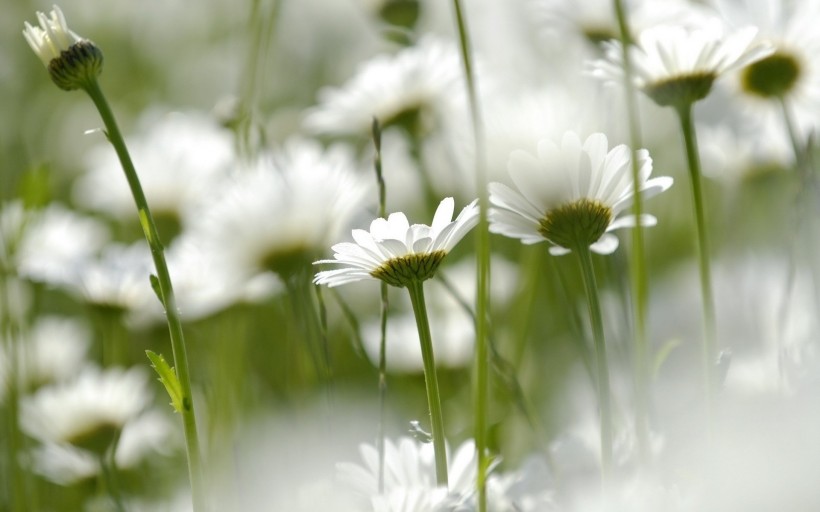 白色雏菊花卉图片(22张)