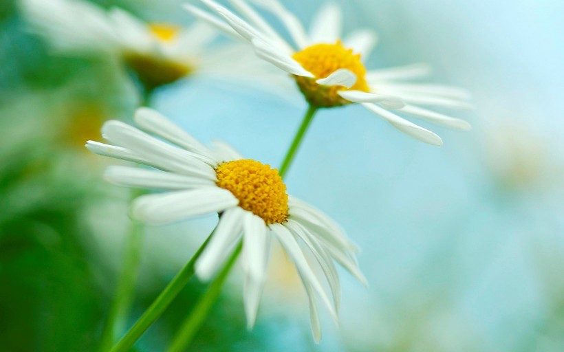 白色雏菊花卉图片(22张)
