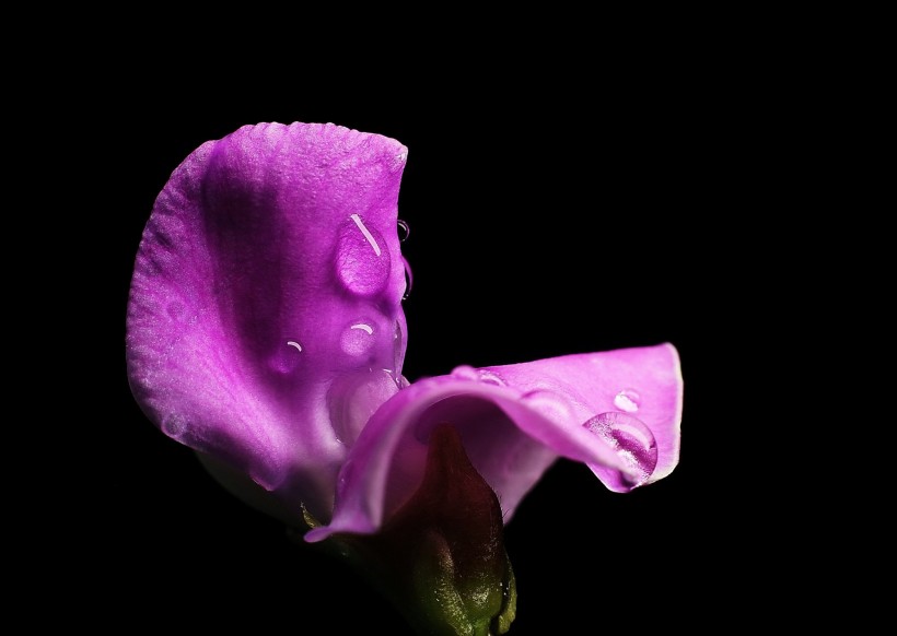 紫红色的扁豆花图片(9张)
