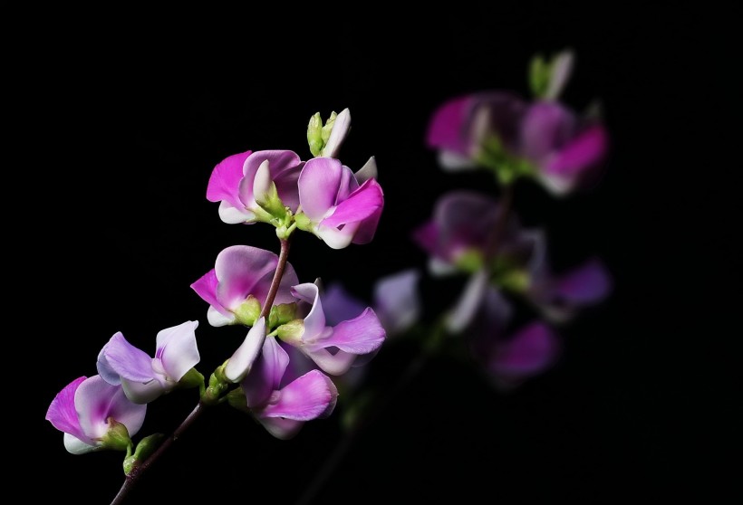 紫红色的扁豆花图片(9张)