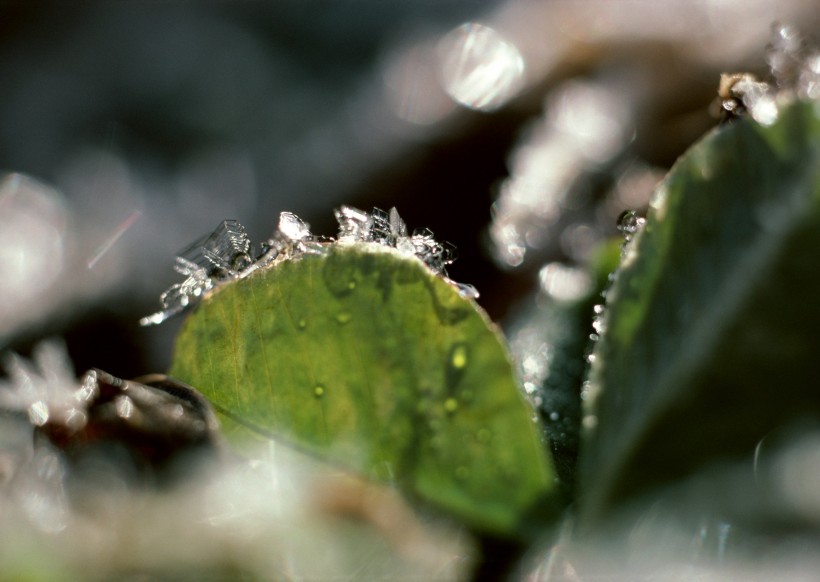 冰雪和植物图片(19张)