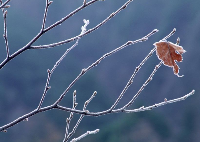 冰雪和植物图片(19张)