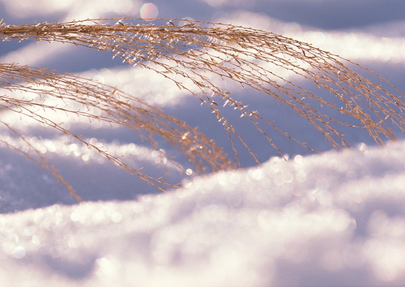 冰雪和植物图片(19张)