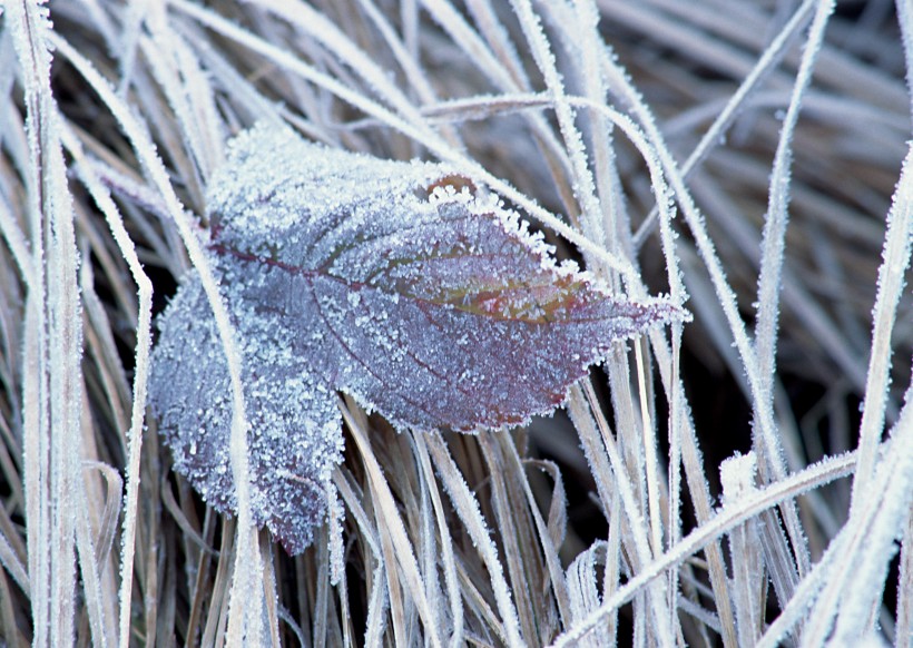 冰雪和植物图片(19张)