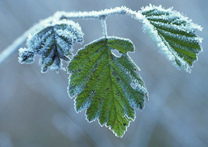 冰雪和植物图片(19张)