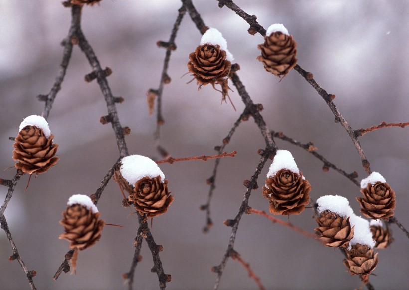 冰雪和植物图片(19张)