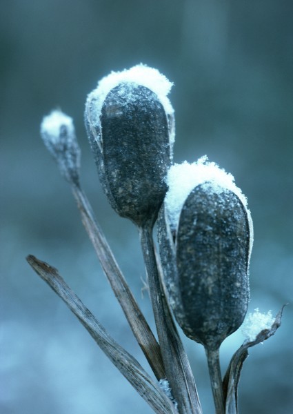 冰雪和植物图片(19张)