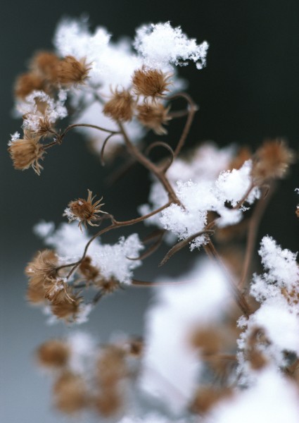 冰雪和植物图片(19张)