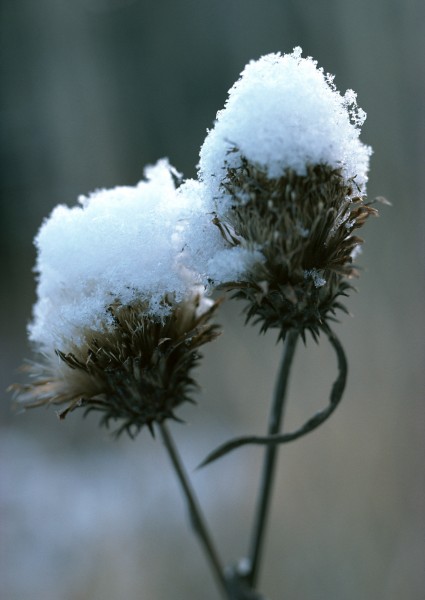 冰雪和植物图片(19张)