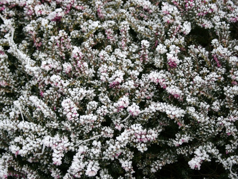 冰雪植物图片(20张)