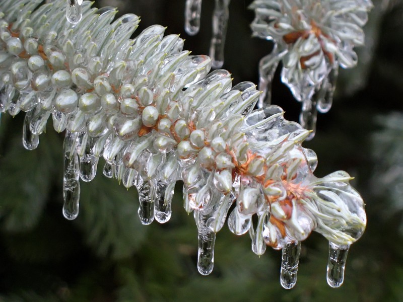 冰雪植物图片(20张)
