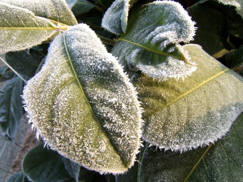 冰雪植物图片(20张)