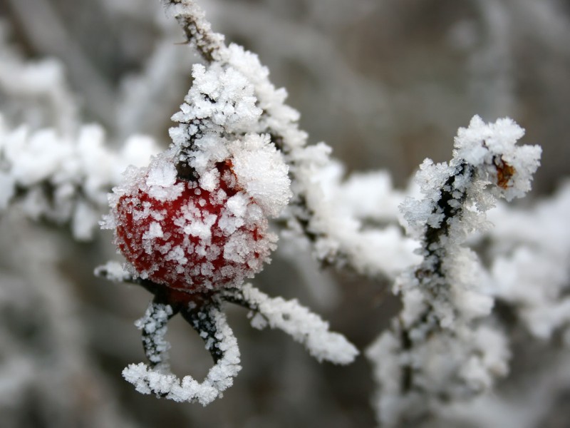 冰雪植物图片(20张)